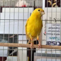 قناری نر اماده