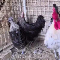 مرع و خروس و جوجه لاکندزی|حیوانات مزرعه|تهران, پاسداران|دیوار