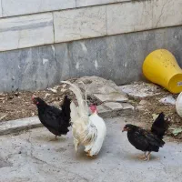 مرغ خروس جوجه جاپنیز|حیوانات مزرعه|تهران, سردارجنگل|دیوار