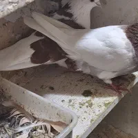 کبوتر|خوردنی و آشامیدنی|مشکیندشت, |دیوار