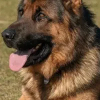 سگ ژرمن شپرد