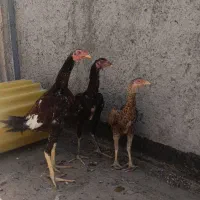 جوجه لاری اصیل