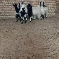 پنج تا کولار آبستن دورگ مشتری واقعی فقط تماس