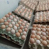 تخم مرغ نطفه دار