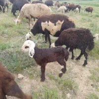 بره شیری نر