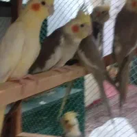 عروس هلندی|پرنده|بندرعباس, |دیوار