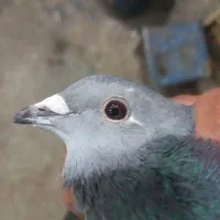 جان آردن سیلور