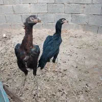 مرغ|حیوانات مزرعه|تایباد, |دیوار