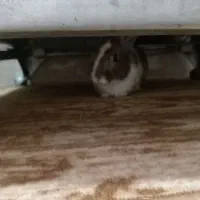 سلام، خرگوش، بازی گوش سرحال در حمیدیه|موش و خرگوش|حمیدیه, |دیوار