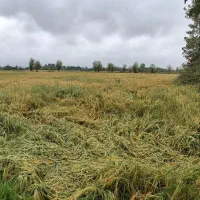 ۴۶۰۰متر زمین شالی سنتی/چسبیده ب زمین مسکونی