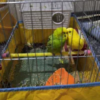 یک جفت مرغ عشق اماده تخم گذاری با قفس