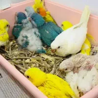 واگذاری  پرنده ی شما|پرنده|قم, پردیسان|دیوار