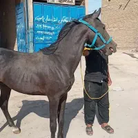 نریون قد بلند