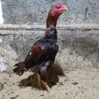 تخم مرغ لاری نطفه دار