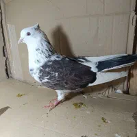 کفتر پرشی کرج