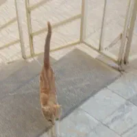 واگذاری رایگان توله گربه شش ماهه