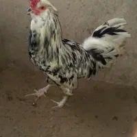 خروس گلین|حیوانات مزرعه|محمدیه-قزوین, |دیوار