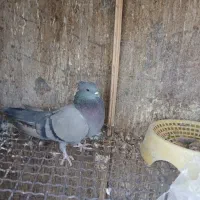 سلام.سبز،چشم سیاه بازیکن ماده به فروش میرسد