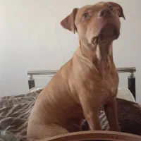 پیتبول ماده ۹ماهه|سگ|ری, دیلمان|دیوار