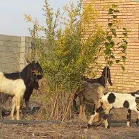 تعدادی بزغاله نر و ماده و ی بره نر|حیوانات مزرعه|گنبد کاووس, |دیوار