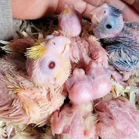 جوجه عروس هلندی سرلاکی