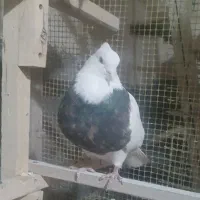 تعدادی‌طوقی|پرنده|بیجار, |دیوار