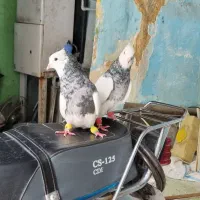 طوق شازده ای چاپی