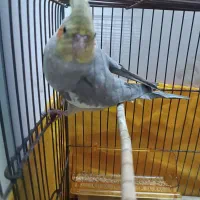 عروس هلندی