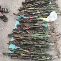 افوربیاریشه لخت درشت وبزرگ 185