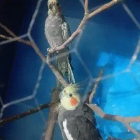 عروس هلندی