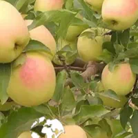 باغ سیب زرد و قرمز درجه ۱
