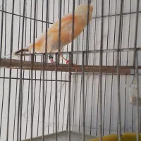 قناری پرتقالی نر درشت دوعددکوتاه بلند میزنن