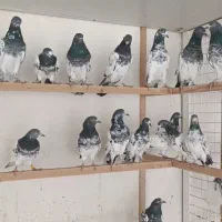 کبوتر ساعت سنگین|پرنده|رشت, تازه آباد|دیوار