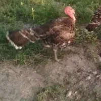 بوقلمون نر 8ماهه و جوان