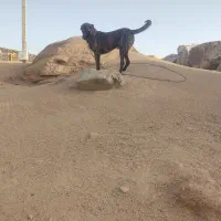 دو قلاده سگ سرابی