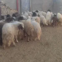 بره ماده|حیوانات مزرعه|ثلاث باباجانی, |دیوار