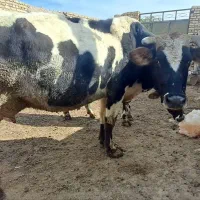 گاو هلشتاین با گوساله سیمینتال