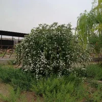 گاوداری
