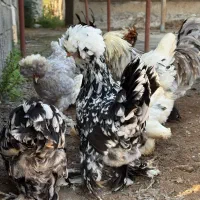 سلطان عثمانی