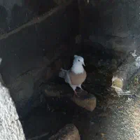 کبوتر طوقی|پرنده|دشت ذهاب, |دیوار