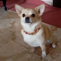 سگ ماده بچه ام داره گم شده الوند