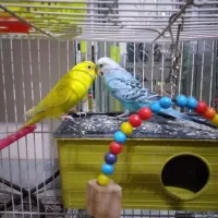 مرغ عشق|پرنده|تربت جام, نظامی|دیوار