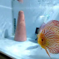 ماهی دیسکس مولد و جوجه گرید دار