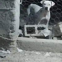 سگ داگو ماده 2ساله