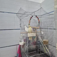 عروس هلندی البینو