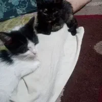 توله گربه 3ماه|گربه|شیراز, کوشک میدان|دیوار