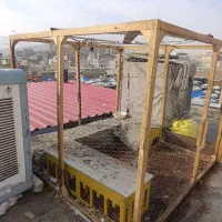 لانه کبوتر بزرگ