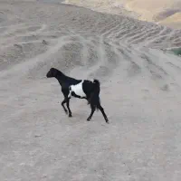 بز فروشی