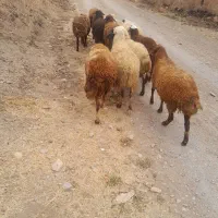 میش جوان شازند|حیوانات مزرعه|شازند, |دیوار