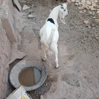 فروش دام|حیوانات مزرعه|دامغان, |دیوار